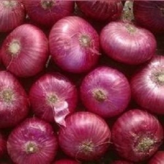 Pink Red Onion