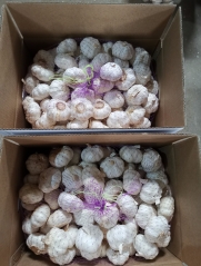 Pure White Garlic 10kg/ctn