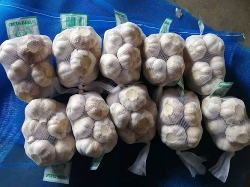 Normal White Garlic, 400gx25bags/mesh bag