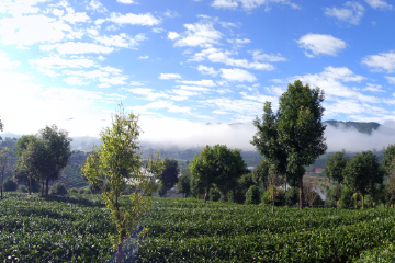 tea garden tour