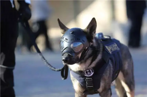 K9 Helmet Shape  Police Dog Tactical Helmet with glasses design for police dog