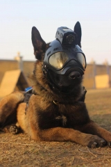 K9 police dog army dog helmet mask with goles glasses 4g live streaming video helmet camera , audio talking k9 vision with goggle