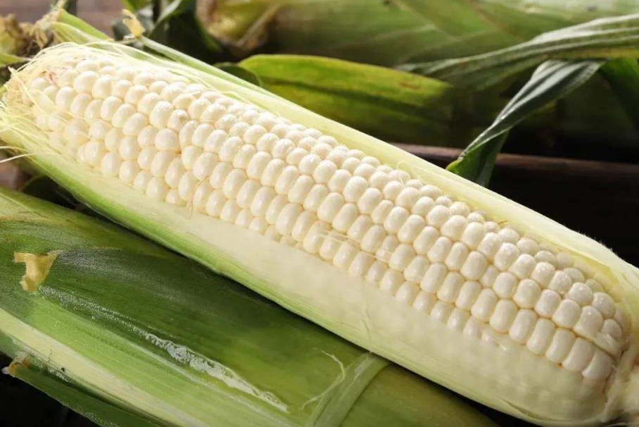 Early Maturing White Sweet Waxy Fresh Corn Seeds