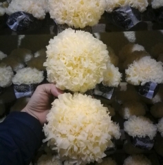 100g Fresh White Fungi