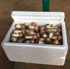 Fresh Blazei Mushroom for Air-shipment