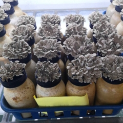Fresh Maitake Mushroom