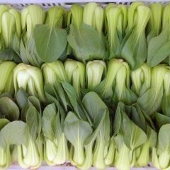 Fresh Pak choi Cabbage