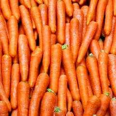 Fresh Carrot