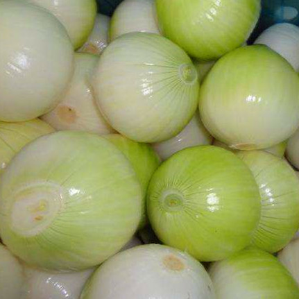 Fresh Peeled Onion