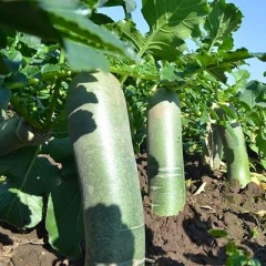 Green Radish