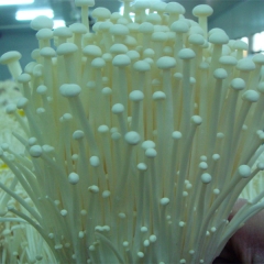 100g fresh white enoki for export