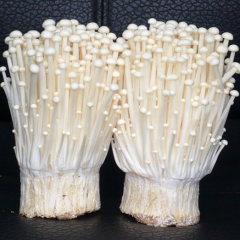 200g fresh white enoki for export