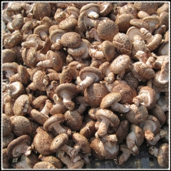 Fresh Shiitake for Korea and Japan