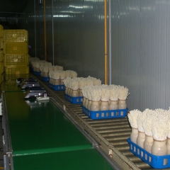 200g fresh white enoki for export