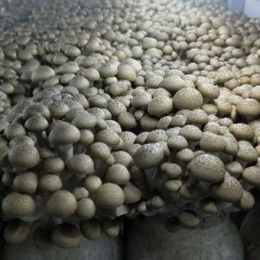 Fresh Brown Shimeji Mushroom for Sea-shipment|Hyjpsizygus marmoreus Hypzigus