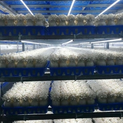 Fresh White Shimeji Mushroom for Sea-shipment| Hyjpsizygus marmoreus