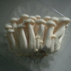 White Shimeji Mushroom for Air-shipment|Hyjpsizygus marmoreus