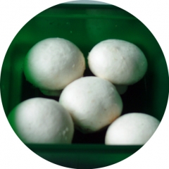 White button Mushroom for export| Bulk, retail packing