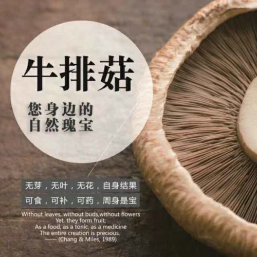 Swiss button Mushroom| Brown Button