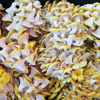 Golden Oyster Mushroom Spawn