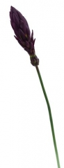 Name:	<br />
Color No.:#5<br />
Desc:<br />
Packing:	<br />
FOB Price:$