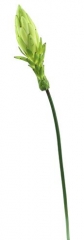 Name:	<br />
Color No.:#2<br />
Desc:<br />
Packing:	<br />
FOB Price:$