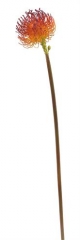 Name:	<br />
Color No.:#GORD09<br />
Desc:<br />
Packing:	<br />
FOB Price:$