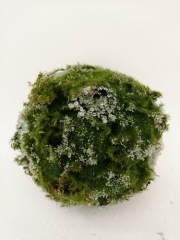 Name:	<br />
Color No.:GRWH<br />
Desc:<br />
Packing:	<br />
FOB Price:$