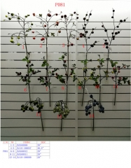 Name: 	<br />
Color No.:<br />
Desc:<br />
Packing:	<br />
FOB Price:$