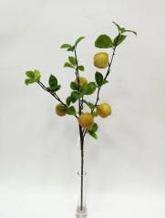 JA0160169<br />
Col: GRPK