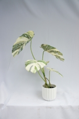 JA140-PC061-80B-B<br />
Col: #