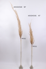 2021XAMS-JA3114<br />
Col: