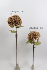 2021XAMS-JA1608<br />
Col: