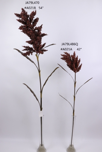 2021XAMS-JA79-01