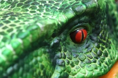 Realistic Dragon Puppet