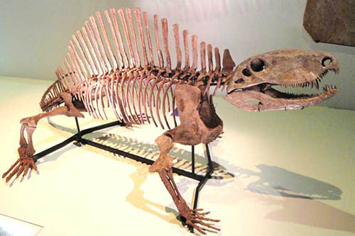 Animated Lively Dinosaur Skeleton Model