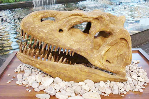 T-rex Head Skeleton Model