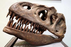 Museum Animated Lively Dinosaur Skeleton Model