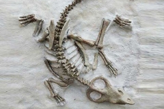 Venta al por mayor Realistic Resin Dinosaur Skeleton