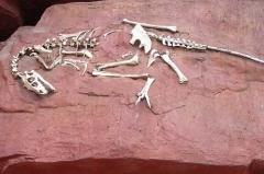 Venta al por mayor Realistic Resin Dinosaur Skeleton