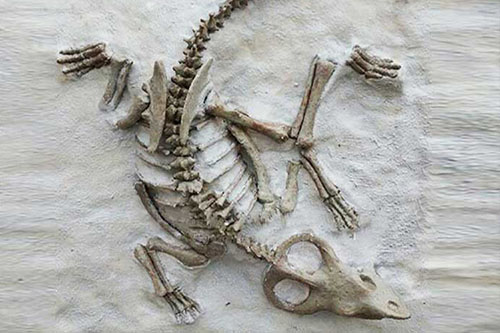Customize Replicas For Sale Dinosaur Skeleton
