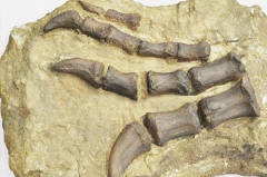 Esqueleto de dinosaurio de alta simulación del museo