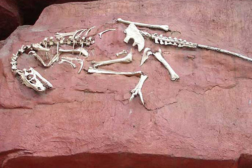 Esqueleto de dinosaurio artificial T Rex
