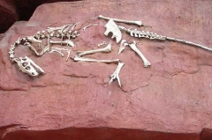 Personalizar réplicas a la venta esqueleto de dinosaurio