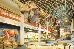 Esqueleto de dinosaurio de simulación para museo