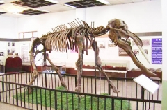 Esqueleto de dinosaurio de simulación para museo