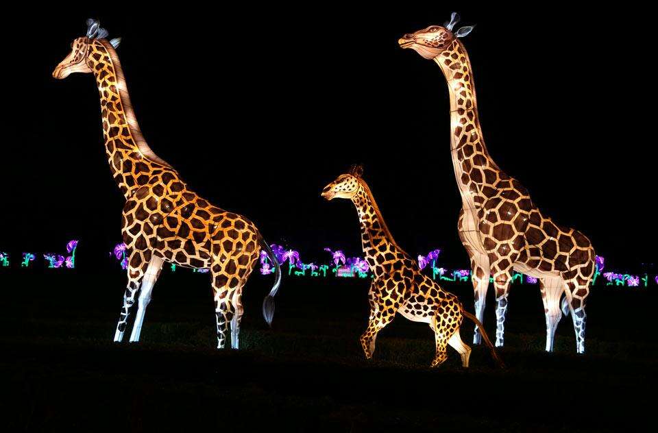 Animal Lanterns for zoo in USA
