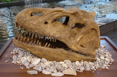 Dinosaur Skull Model Life Size Dinosaur Skeleton