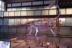 Esqueleto de dinosaurio real de tamaño natural del fabricante de China