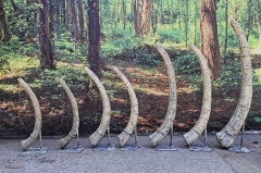 Museo de tamaño natural de fibra de vidrio costillas réplica